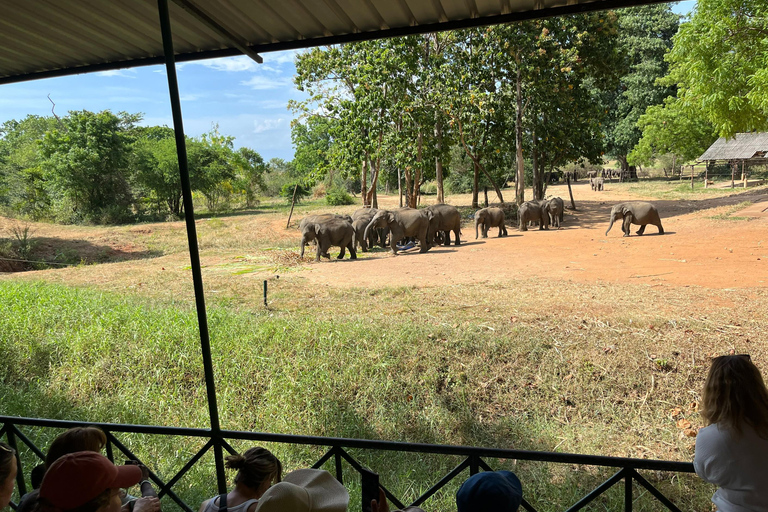 Safari dans le parc national d'Udawalawe au départ de Mirissa