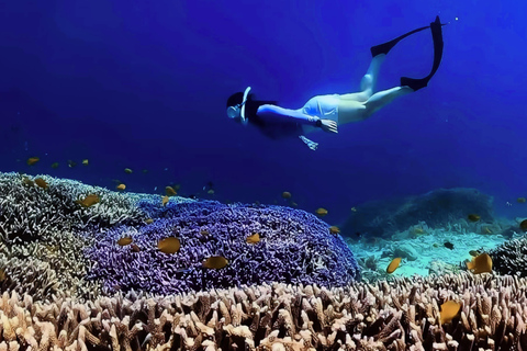 Gili Trawangan: Dolphin Watching and Private Snorkeling Tour
