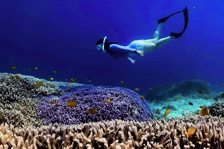 Gili Trawangan: Dolphin Watching and Private Snorkeling Tour
