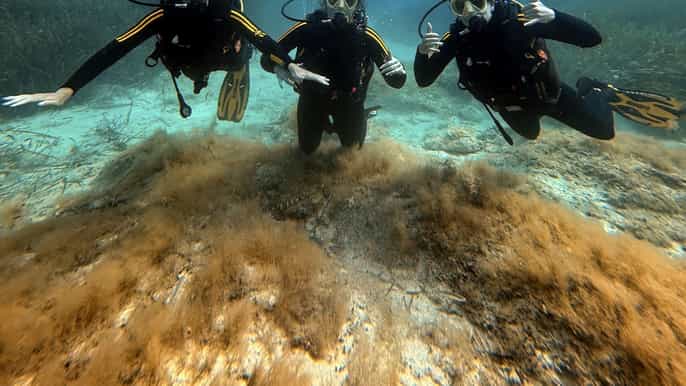 Malta: Ensimmäinen sukelluskerta – 2 tutkimussukellusta – Aloittelija