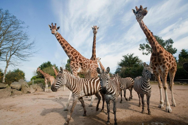 Belfast Zoo: Entry Ticket