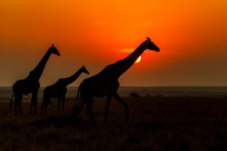 Nairobi National Park Evening Game Drive & sundowner Nairobi National Park Evening Game Drive & sundowner - VAN