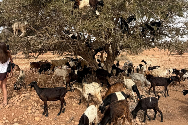 Agadir: Spotting goats in the Argan trees and visit to Crocoparc
