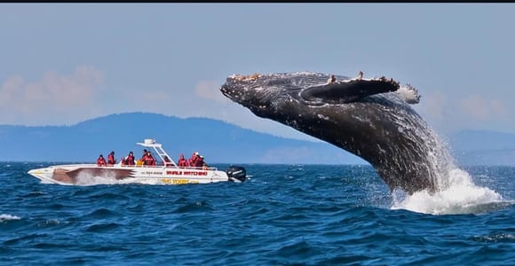 Bentota to Mirissa Whale Watching & Southern Coast Day Tour