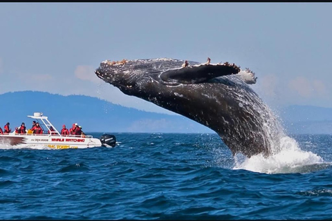 Galle/Hikkaduwa To Mirissa Whale Watching Adventure Day Tour