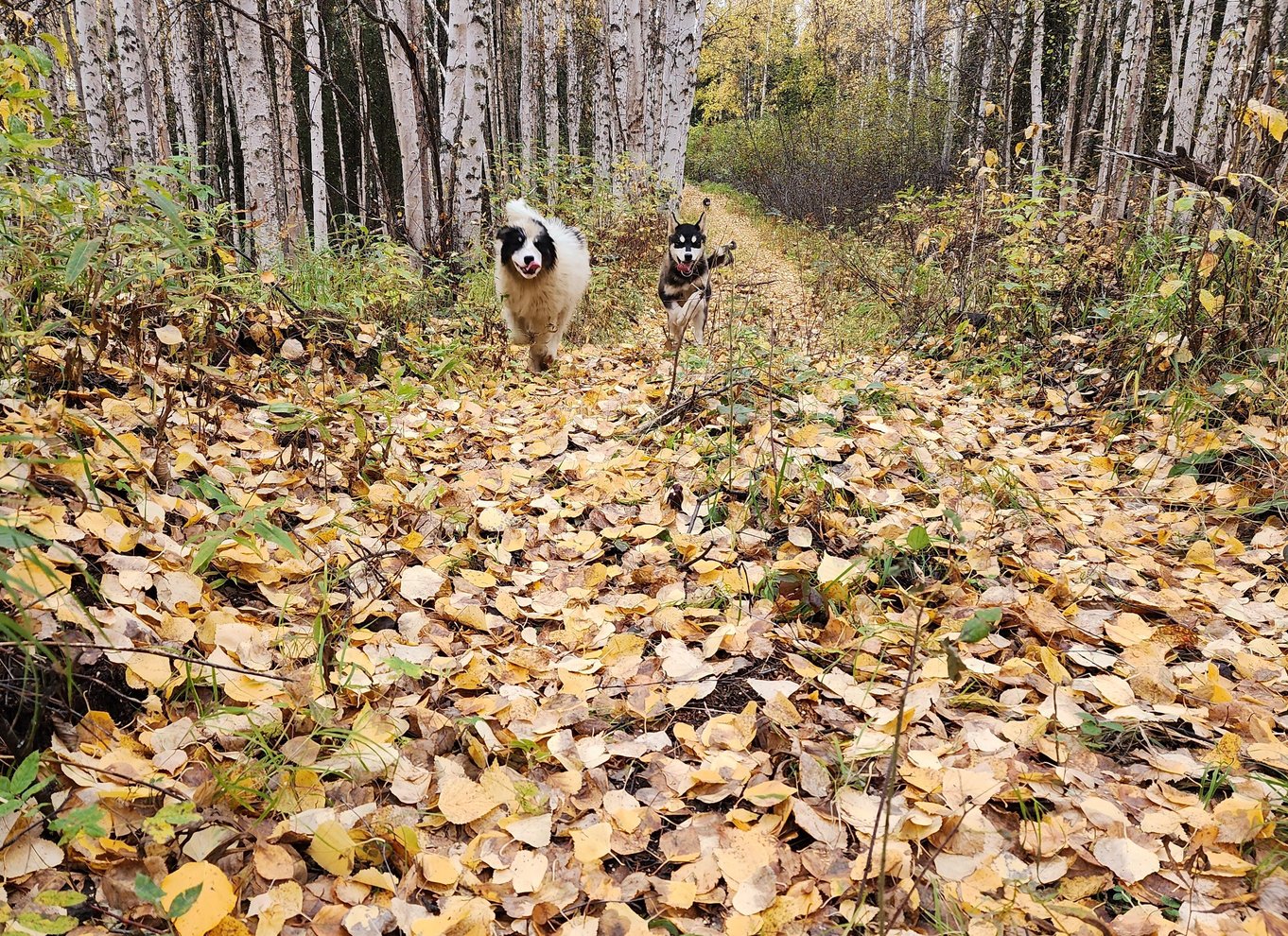 Fairbanks: Alaskas sommerslædehundeeventyr