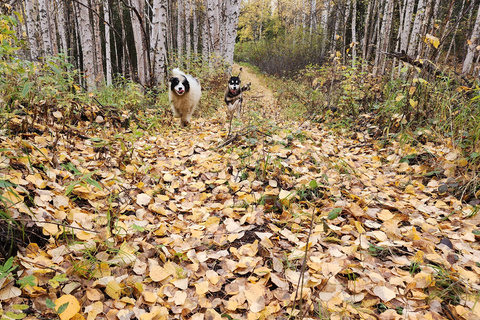 Fairbanks: Aventura de verão com trenós puxados por cães no AlascaDuração da viagem