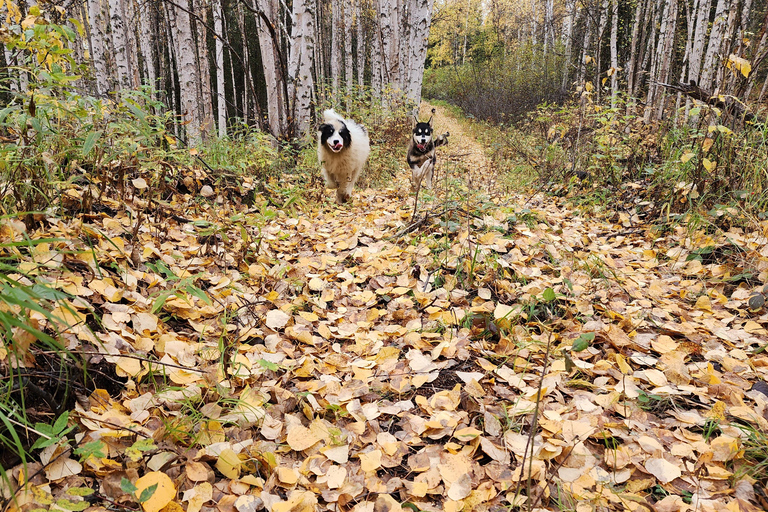 Fairbanks : Aventure d&#039;été en chiens de traîneau en AlaskaDurée de la visite