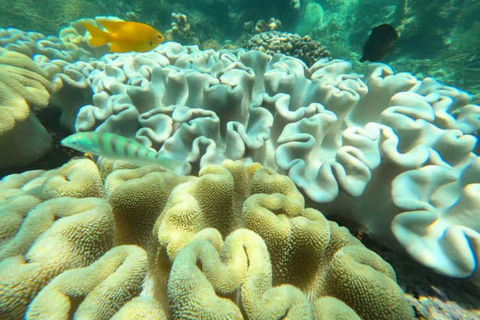 Zanzibar: Blue lagoon, Starfish, Snorkling & the Rock