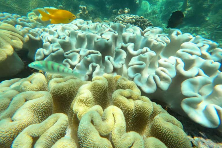 Zanzibar: Blue lagoon, Starfish, Snorkling & the Rock