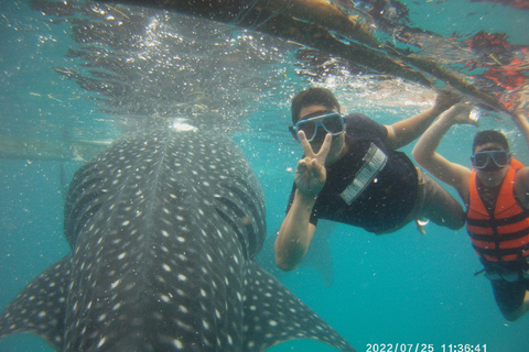 Cebu: Walvishaaien, Tumalog watervallen en snorkelen bij de Sardine Run