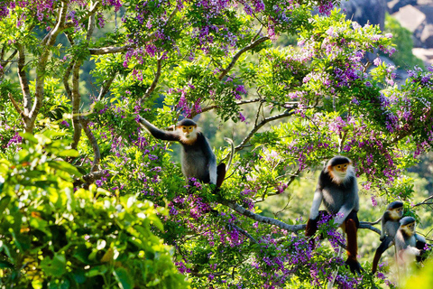 Da Nang : Montagnes de marbre, montagne des singes, croisière commentée à Han