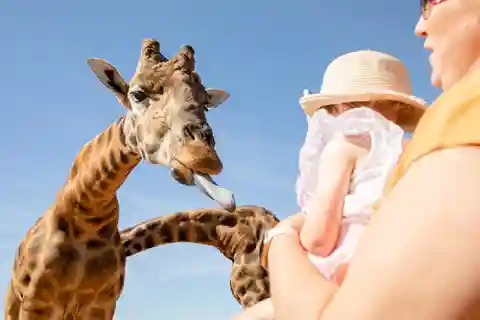 Giraffe Safari & a Day at Monarto Safari Park