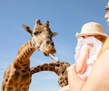 Giraffe Safari & a Day at Monarto Safari Park
