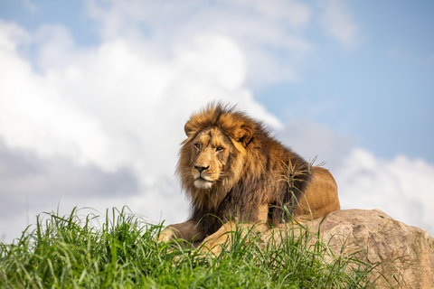 Sydney: Inträdesbiljett till Sydney Zoo