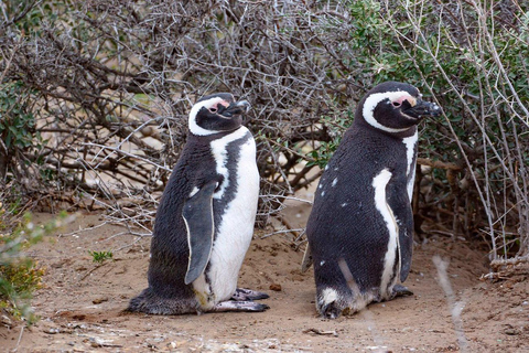 El Calafate: Monte León 4x4 Wolves and Penguins Excursion