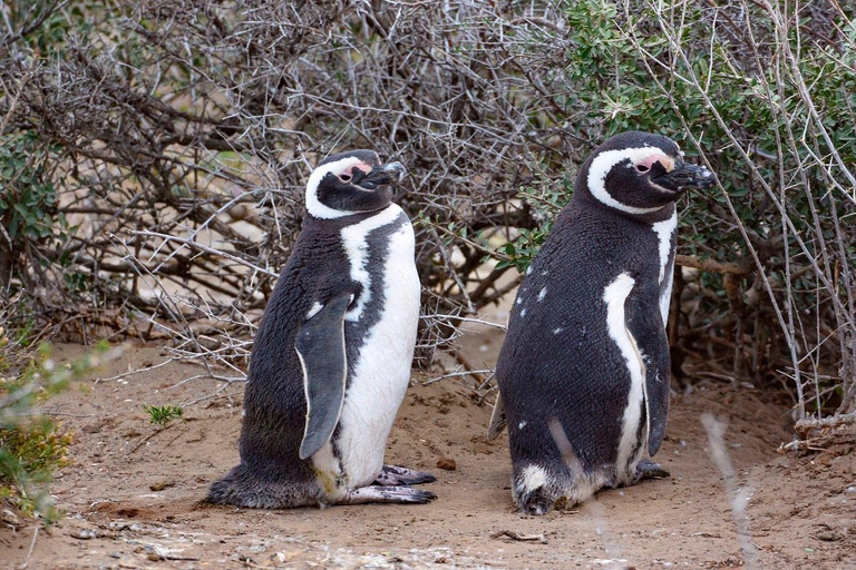 El Calafate: Monte León 4x4 Wolves and Penguins Excursion