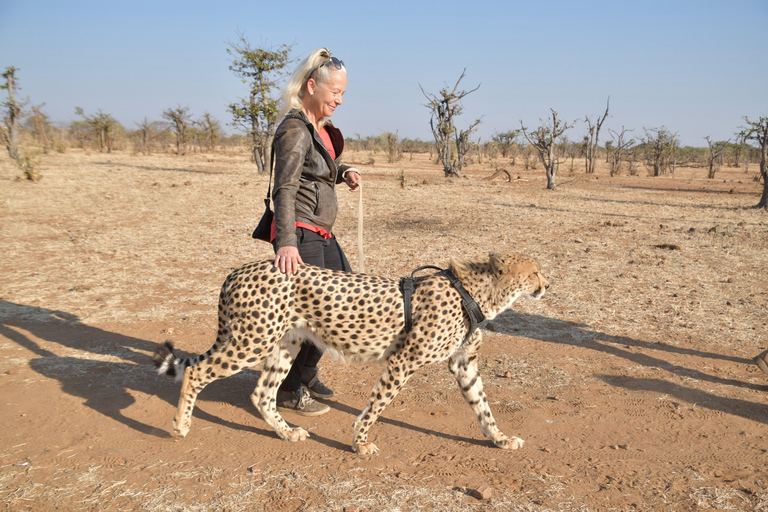 Walk with Cheetahs in Victoria Falls