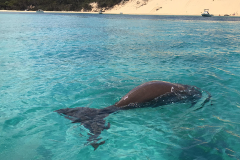 Newport: Tour di snorkeling dei relitti di Tangalooma con pranzo