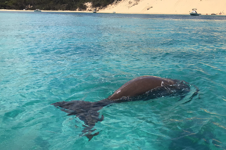 Newport: Tour di snorkeling dei relitti di Tangalooma con pranzo