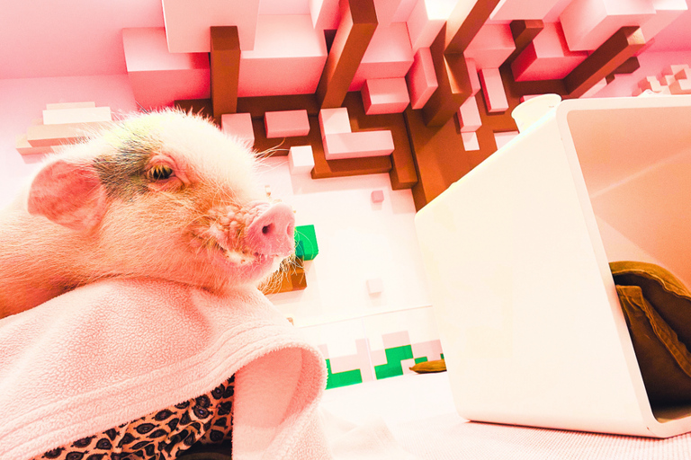 原宿：融合传统与流行文化的家庭之旅原宿：适合全家人体验的传统与流行文化的融合