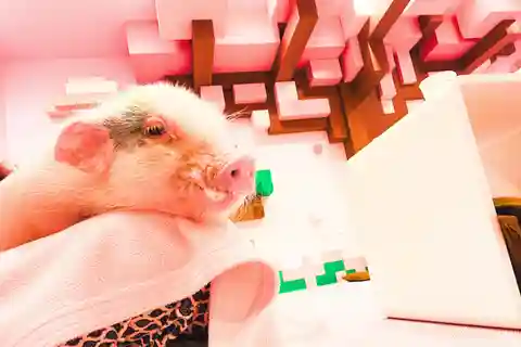 Harajuku : un mélange de tradition et de culture pop pour une visite en famille