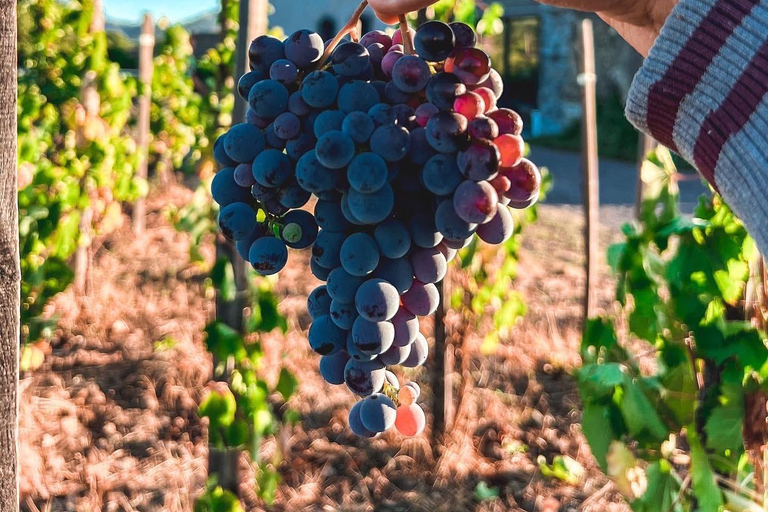 Visite des vignobles avec dégustation de vins