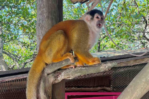 Bocas del Toro : tour en bateau de l&#039;île aux singes et de Cayo Coral