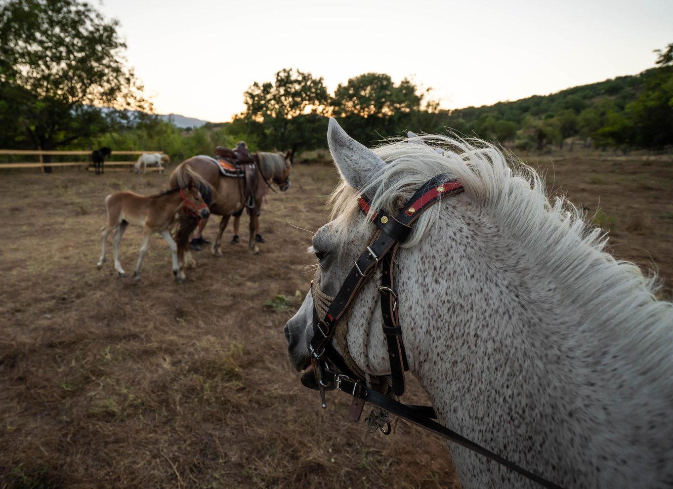 Kastraki: Ridning ved solnedgang i Meteora