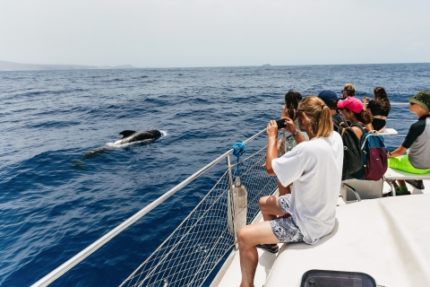 Tenerife: walvisspotten vanuit een catamaranTenerife: walvissafari van 3 uur met snorkelen