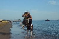 Manavgat / ville de côté, éteinte à cheval près de la plage ou de la forêt - Housity