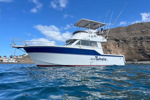 Gran Canaria: Delfinbeobachtung mit Öko-Boot in Kleingruppen
