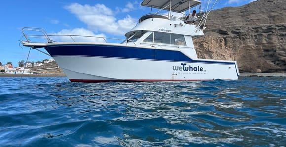 Gran Canaria: Dolphin Watching Eco Boat Tour in Small Group