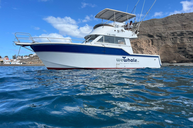 Gran Canaria: Ekologisk båttur för delfinsafari i liten gruppGran Canaria: Ekologisk båttur för att se delfiner i liten grupp