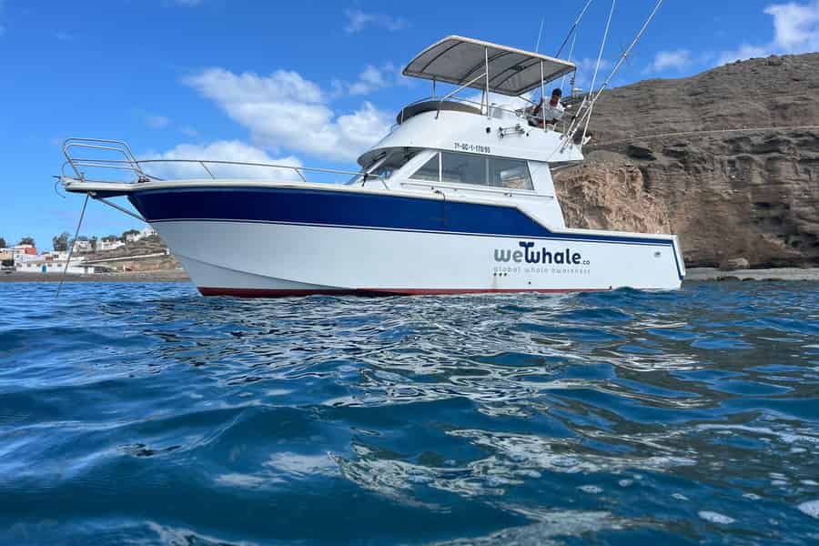 Gran Canaria: Delfinbeobachtung mit Öko-Boot in Kleingruppen. Foto: GetYourGuide