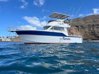 Gran Canaria: Delfinbeobachtung mit Öko-Boot in Kleingruppen