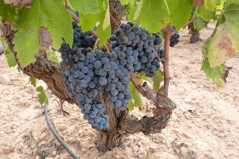 Requena : 1/2 journée de vignobles et de dégustations de vins de qualité supérieureVoyage de groupe permettant à un voyageur seul de se joindre au groupe à un tarif plus avantageux