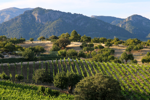 Mallorca: Wine Tasting, Vineyard Tour & Luxury Tapas