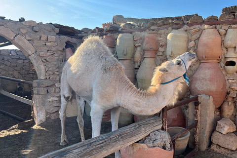 From Djerba/Zarzis: A day-long tour of the island Between Land and Sea: Tour of the Island at Sunset