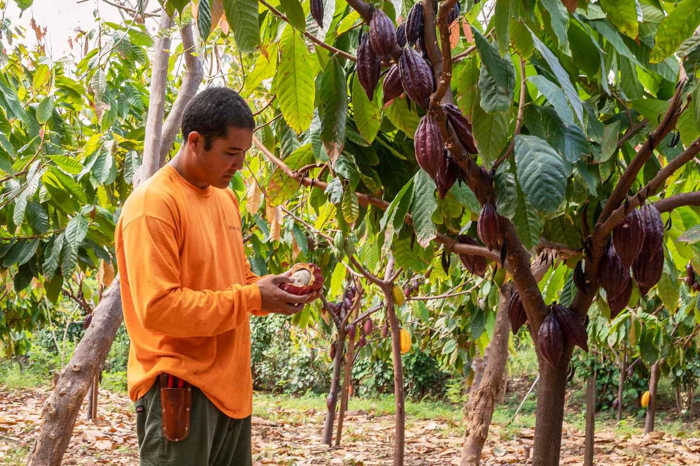 wheelchair accessible things to do in maui | experience chocolate tasting with a view at an award-winning estate, lahaina