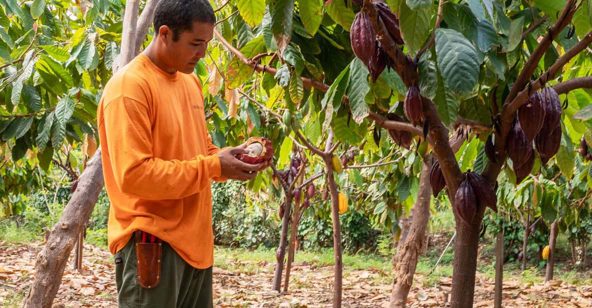 Lahaina dégustation guidée de chocolat Ku'ia Estates GetYourGuide