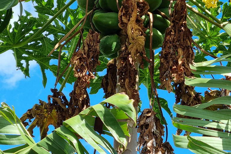 Madeira: Banana Plantation Guided Tour with Tasting