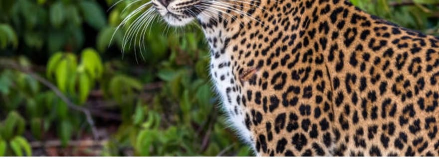 Depuis Anuradhapura : Safari d'une journée tout compris à Wilpattu