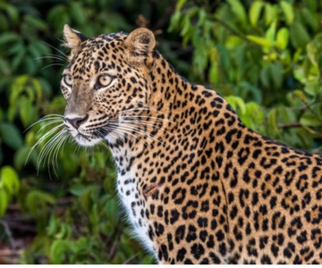 From Anuradhapura: All Inclusive Full Day Safari at Wilpattu