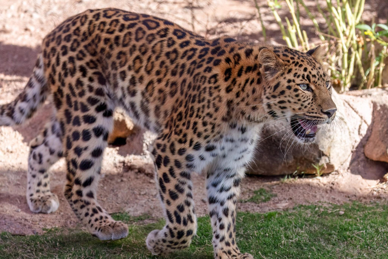 Phoenix Zoo Tour with Animal Encounters