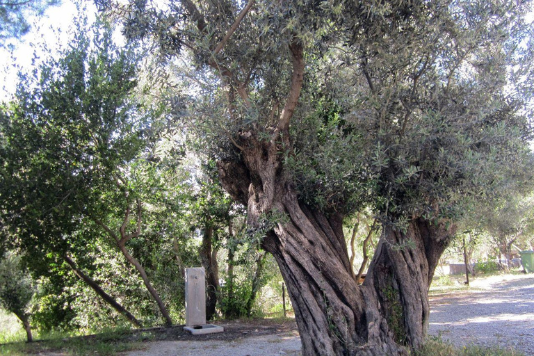 Epidaurus: Audioguide, Theater and the Site of Asklipios Entrance + Audio guide Theater Epidaurus & site of Asklépios