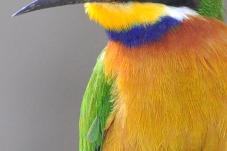 Äthiopien: 10-tägige Vogelbeobachtungstour ab Addis AbebaVogelbeobachtung 10 Tage