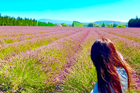 from Avignon: Lavender fields and villages in the Luberon