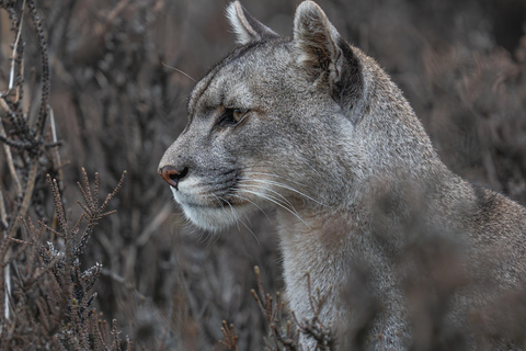 Puma Tracking (Puma spotting) - Torres del Paine Puma Tracking (Puma Sighting) - Torres del Paine