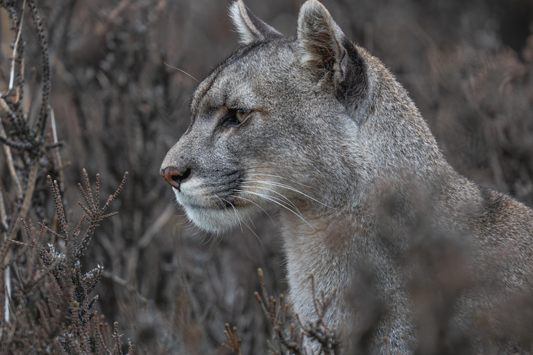 Puma Tracking (Puma spotting) - Torres del Paine Puma Tracking (Puma Sighting) - Torres del Paine
